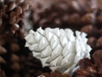 Factory Direct Craft Blog Paint Dipped Pinecones